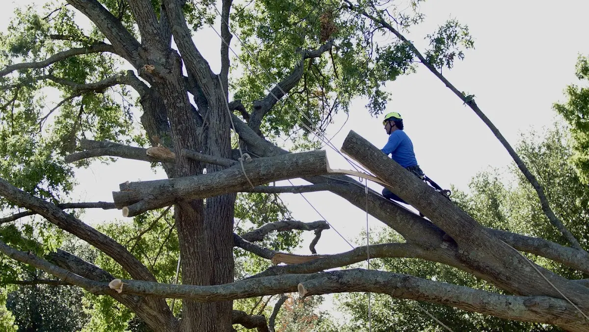 Professional Crown Thinning performed by certified arborists in Lockwood