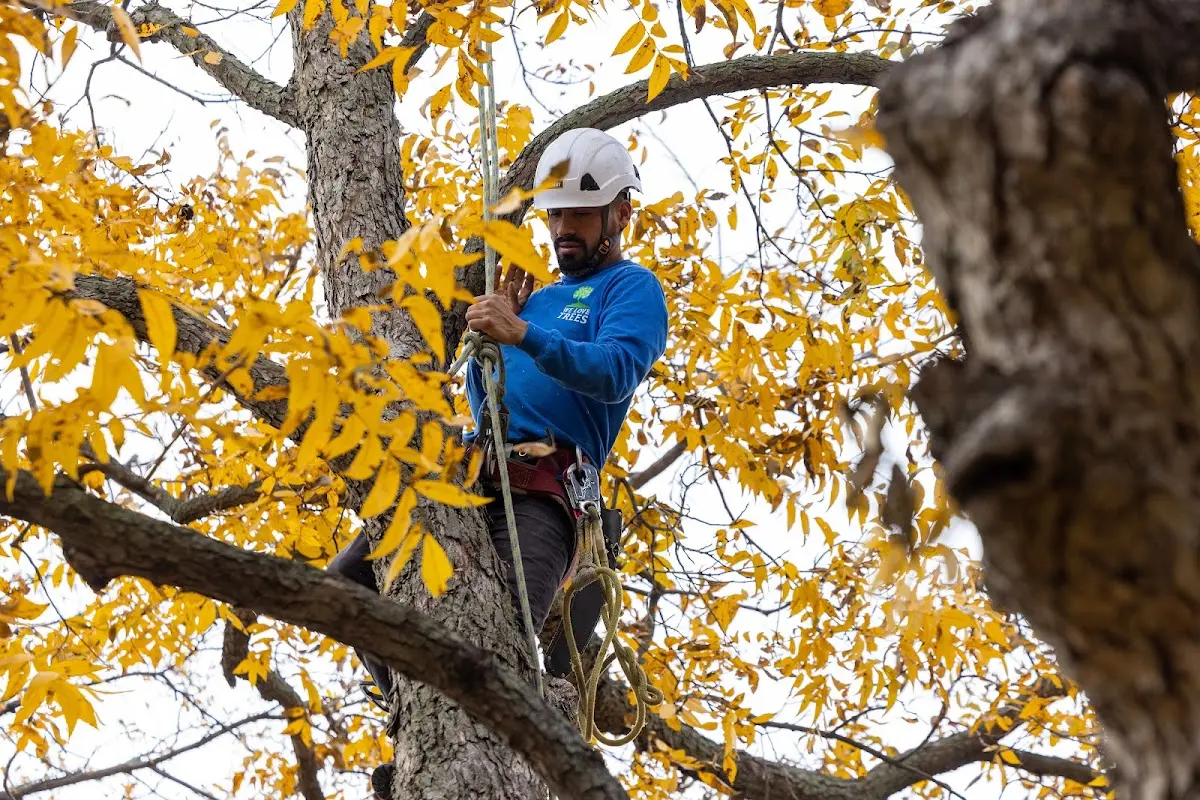 Skilled Tree Planing crew working in Lockwood